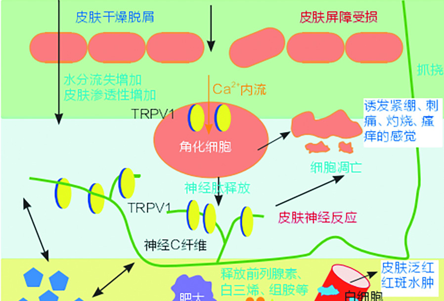 数百年抗炎传统医学成分： 天然舒缓活性物α-红没药醇