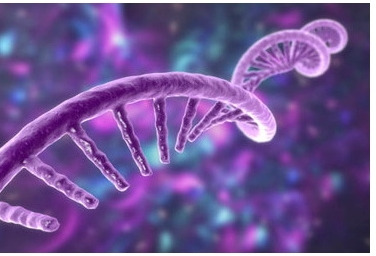 用小分子靶向 RNA