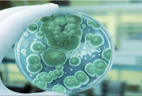 准确的微生物鉴定和适当的污染控制对有效修复霉菌的重要性