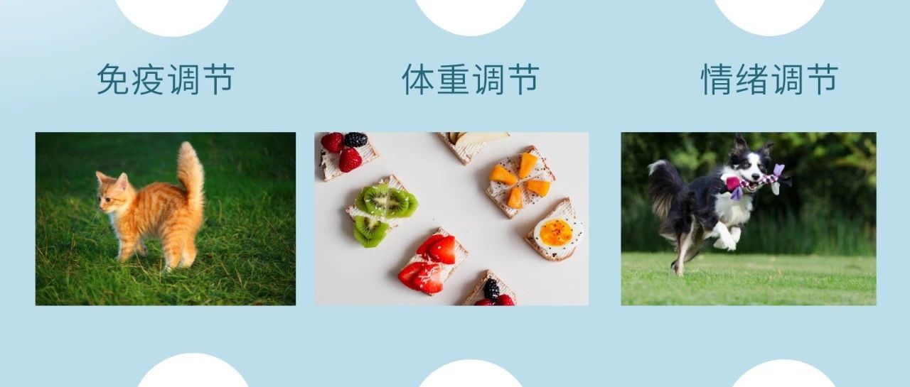 功能性宠物食品研究进展