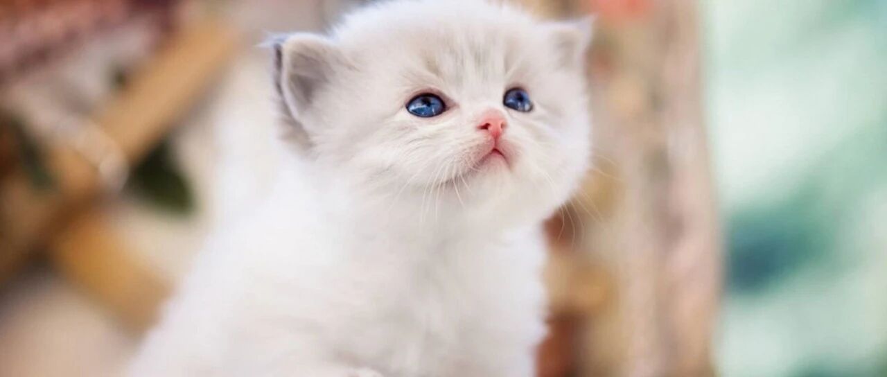 国内又一宠物食品企业被收购，行业并购整合持续升温！