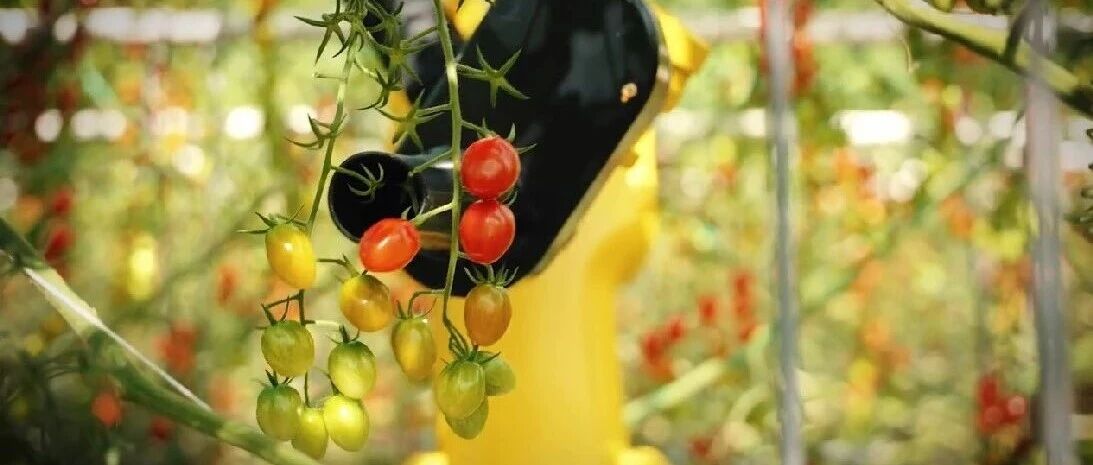 发那科机器人+AI：采收番茄实现50%人力节省