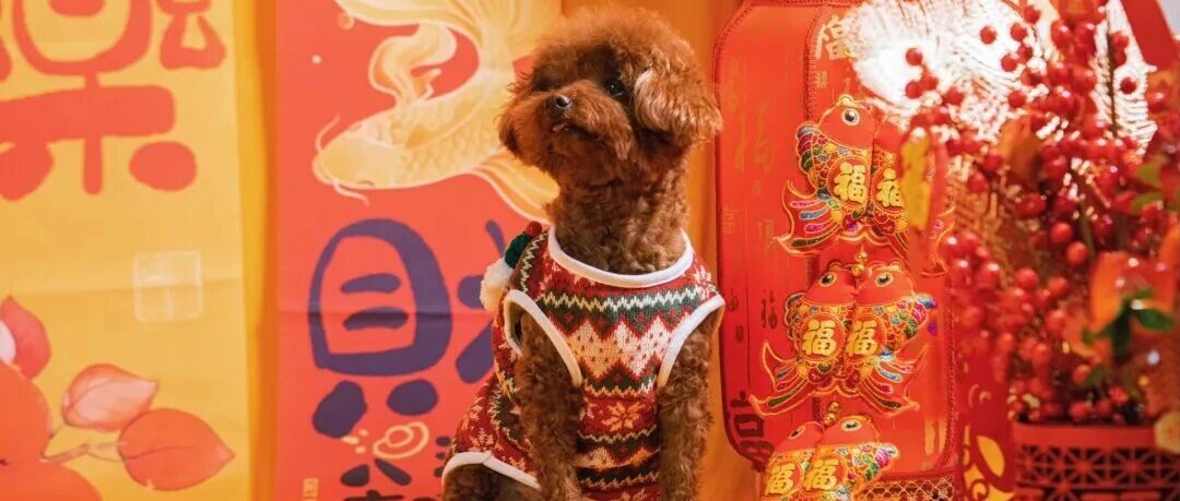 你家毛孩子的“年终奖”,正在撑起一个3000亿的新市场